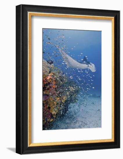 Manta Ray, Fish and Coral, Raja Ampat, Papua, Indonesia-Jaynes Gallery-Framed Photographic Print