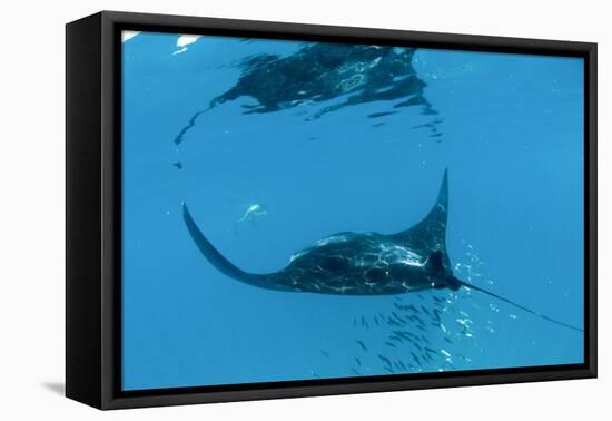 Manta Ray (Manta Birostris) Feeding-Louise Murray-Framed Premier Image Canvas