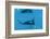 Manta Ray (Manta Birostris) Feeding-Louise Murray-Framed Photographic Print