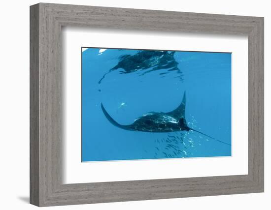 Manta Ray (Manta Birostris) Feeding-Louise Murray-Framed Photographic Print