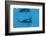 Manta Ray (Manta Birostris) Feeding-Louise Murray-Framed Photographic Print