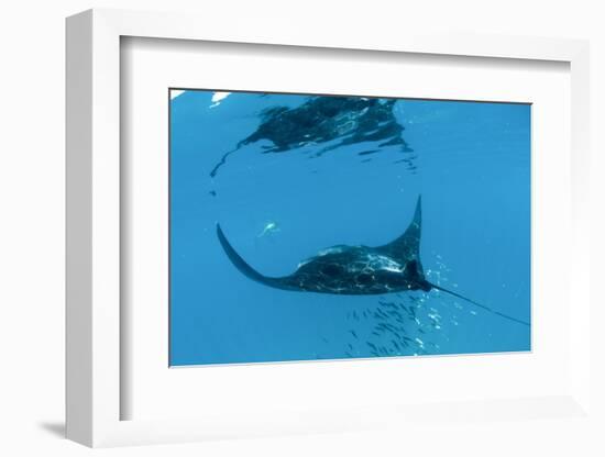 Manta Ray (Manta Birostris) Feeding-Louise Murray-Framed Photographic Print