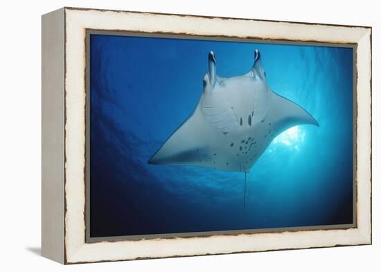 Manta Ray (Manta Birostris), Maldives Islands, Indian Ocean.-Reinhard Dirscherl-Framed Premier Image Canvas