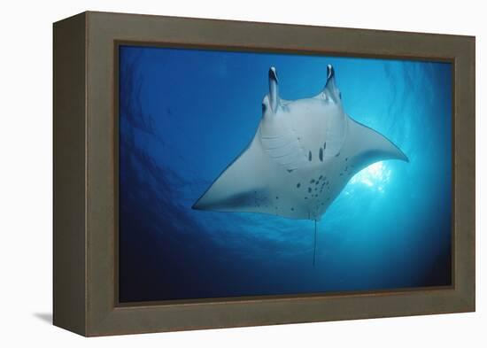 Manta Ray (Manta Birostris), Maldives Islands, Indian Ocean.-Reinhard Dirscherl-Framed Premier Image Canvas