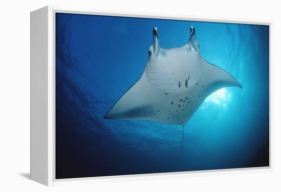 Manta Ray (Manta Birostris), Maldives Islands, Indian Ocean.-Reinhard Dirscherl-Framed Premier Image Canvas