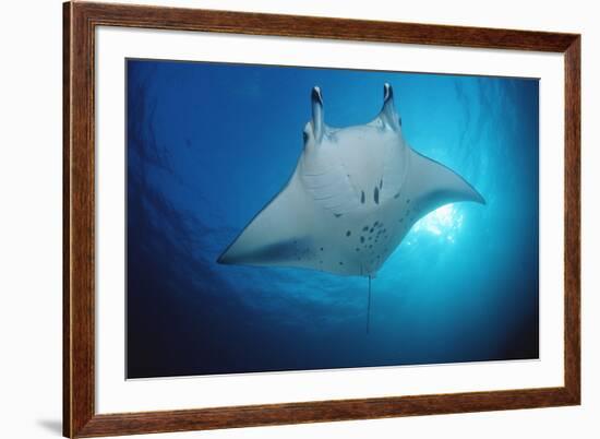 Manta Ray (Manta Birostris), Maldives Islands, Indian Ocean.-Reinhard Dirscherl-Framed Photographic Print