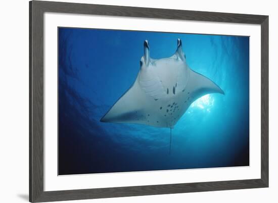 Manta Ray (Manta Birostris), Maldives Islands, Indian Ocean.-Reinhard Dirscherl-Framed Photographic Print