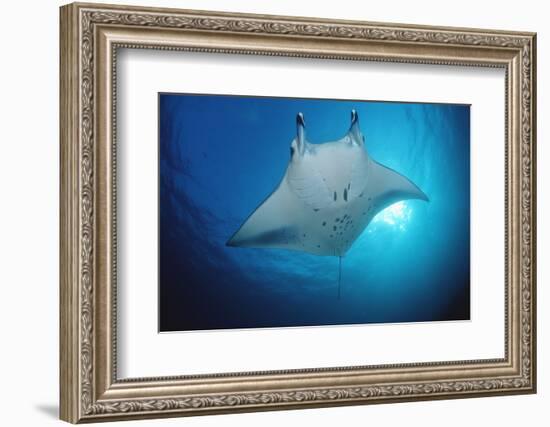 Manta Ray (Manta Birostris), Maldives Islands, Indian Ocean.-Reinhard Dirscherl-Framed Photographic Print