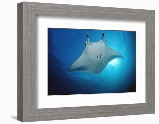 Manta Ray (Manta Birostris), Maldives Islands, Indian Ocean.-Reinhard Dirscherl-Framed Photographic Print