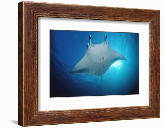 Manta Ray (Manta Birostris), Maldives Islands, Indian Ocean.-Reinhard Dirscherl-Framed Photographic Print