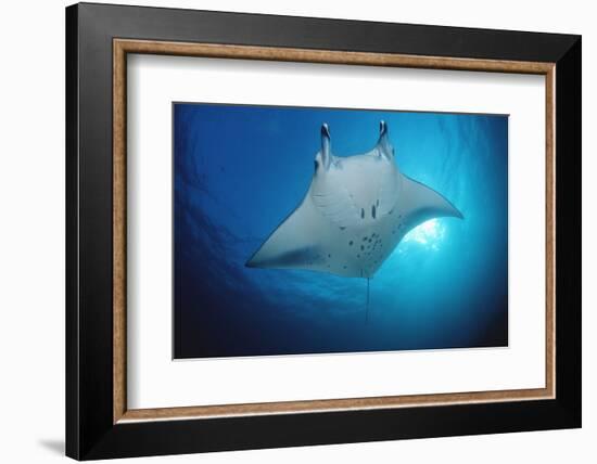 Manta Ray (Manta Birostris), Maldives Islands, Indian Ocean.-Reinhard Dirscherl-Framed Photographic Print