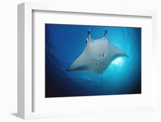 Manta Ray (Manta Birostris), Maldives Islands, Indian Ocean.-Reinhard Dirscherl-Framed Photographic Print