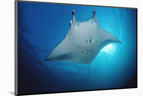 Manta Ray (Manta Birostris), Maldives Islands, Indian Ocean.-Reinhard Dirscherl-Mounted Photographic Print