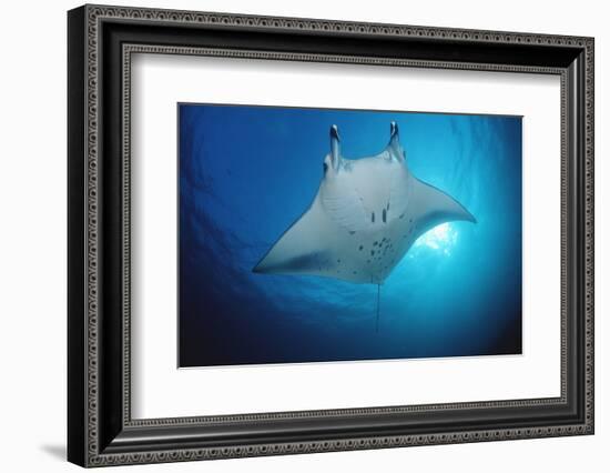 Manta Ray (Manta Birostris), Maldives Islands, Indian Ocean.-Reinhard Dirscherl-Framed Photographic Print