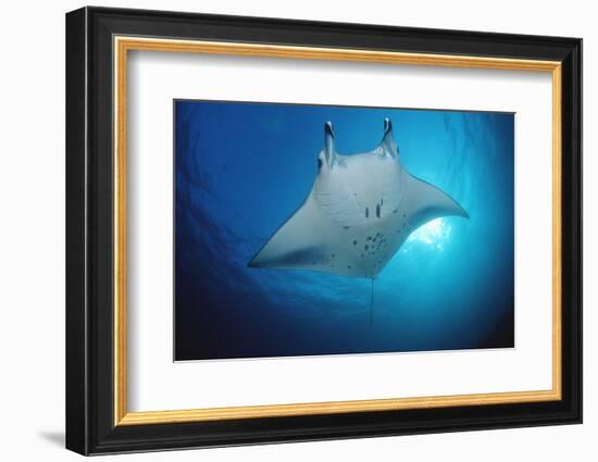 Manta Ray (Manta Birostris), Maldives Islands, Indian Ocean.-Reinhard Dirscherl-Framed Photographic Print