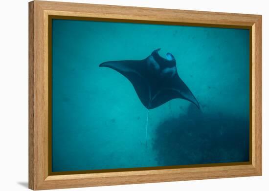 Manta Ray Swimming in the Pacific Ocean, Bora Bora, Society Islands, French Polynesia-null-Framed Premier Image Canvas