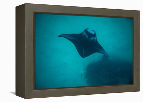 Manta Ray Swimming in the Pacific Ocean, Bora Bora, Society Islands, French Polynesia-null-Framed Premier Image Canvas