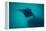 Manta Ray Swimming in the Pacific Ocean, Bora Bora, Society Islands, French Polynesia-null-Framed Premier Image Canvas