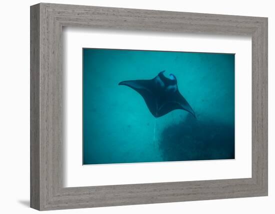 Manta Ray Swimming in the Pacific Ocean, Bora Bora, Society Islands, French Polynesia-null-Framed Photographic Print