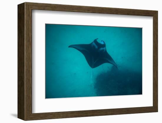 Manta Ray Swimming in the Pacific Ocean, Bora Bora, Society Islands, French Polynesia-null-Framed Photographic Print