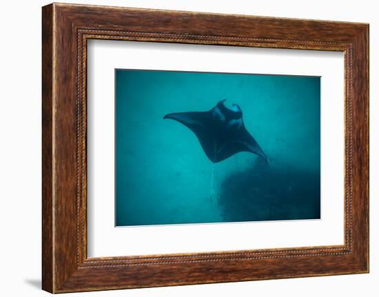 Manta Ray Swimming in the Pacific Ocean, Bora Bora, Society Islands, French Polynesia-null-Framed Photographic Print