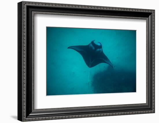 Manta Ray Swimming in the Pacific Ocean, Bora Bora, Society Islands, French Polynesia-null-Framed Photographic Print