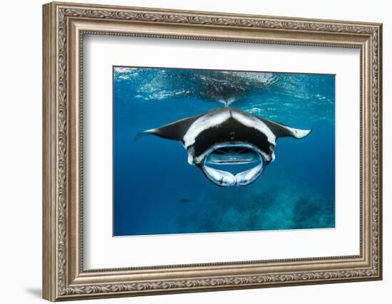 Manta ray with mouth open feeding on plankton, Maldives-Alex Mustard-Framed Photographic Print