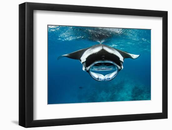 Manta ray with mouth open feeding on plankton, Maldives-Alex Mustard-Framed Photographic Print