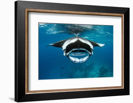 Manta ray with mouth open feeding on plankton, Maldives-Alex Mustard-Framed Photographic Print