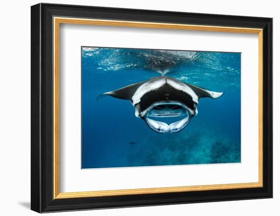 Manta ray with mouth open feeding on plankton, Maldives-Alex Mustard-Framed Photographic Print