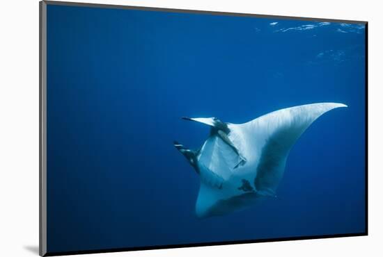 Manta Ray with Remora (Manta Birostris)-Reinhard Dirscherl-Mounted Photographic Print