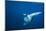 Manta Ray with Remora (Manta Birostris)-Reinhard Dirscherl-Mounted Photographic Print