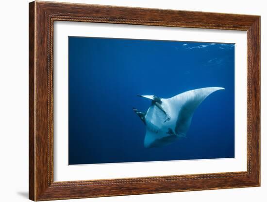 Manta Ray with Remora (Manta Birostris)-Reinhard Dirscherl-Framed Photographic Print