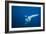 Manta Ray with Remora (Manta Birostris)-Reinhard Dirscherl-Framed Photographic Print