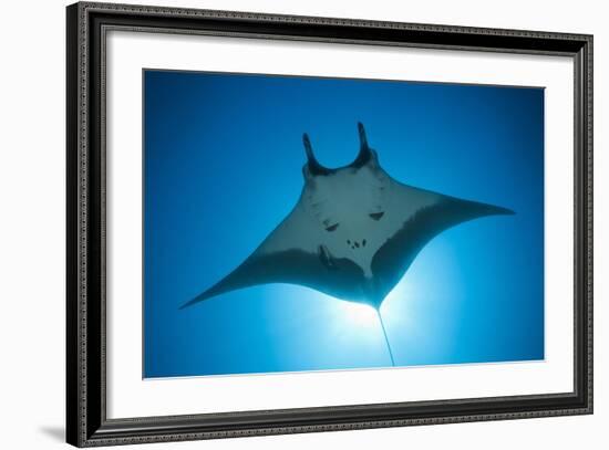 Manta Ray with Remora (Manta Birostris)-Reinhard Dirscherl-Framed Photographic Print