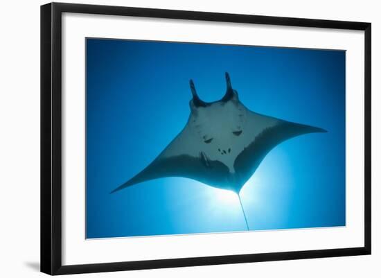 Manta Ray with Remora (Manta Birostris)-Reinhard Dirscherl-Framed Photographic Print