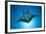 Manta Ray with Remora (Manta Birostris)-Reinhard Dirscherl-Framed Photographic Print