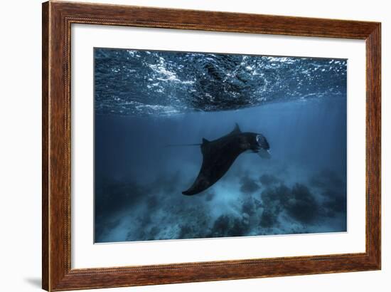 Manta Ray-Barathieu Gabriel-Framed Giclee Print