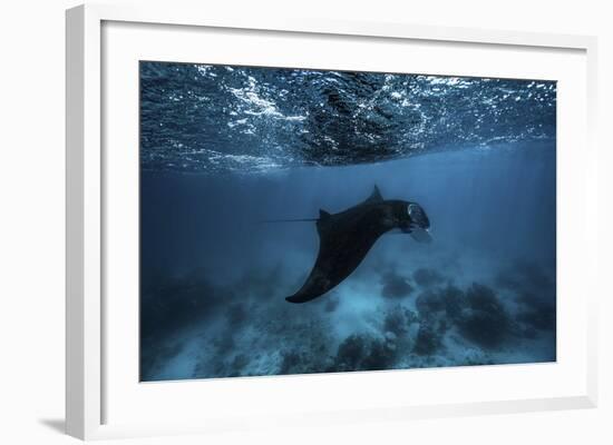 Manta Ray-Barathieu Gabriel-Framed Giclee Print