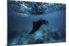 Manta Ray-Barathieu Gabriel-Mounted Giclee Print