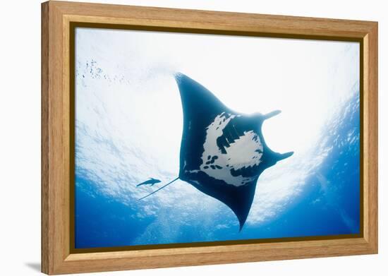 Manta Ray-Stuart Westmorland-Framed Premier Image Canvas