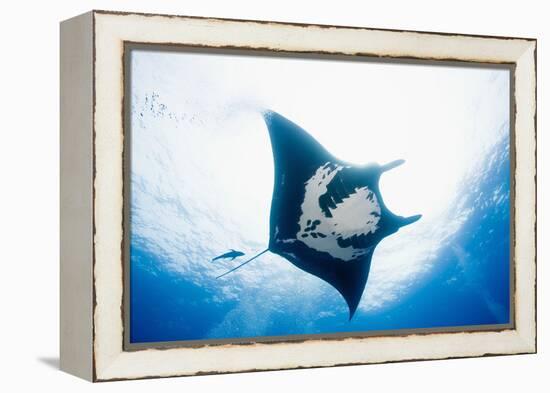 Manta Ray-Stuart Westmorland-Framed Premier Image Canvas