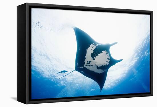 Manta Ray-Stuart Westmorland-Framed Premier Image Canvas