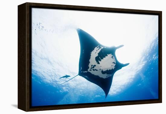 Manta Ray-Stuart Westmorland-Framed Premier Image Canvas