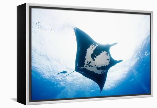 Manta Ray-Stuart Westmorland-Framed Premier Image Canvas