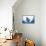 Manta Ray-Stuart Westmorland-Framed Premier Image Canvas displayed on a wall