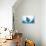 Manta Ray-Stuart Westmorland-Framed Premier Image Canvas displayed on a wall