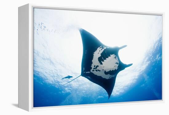 Manta Ray-Stuart Westmorland-Framed Premier Image Canvas