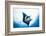 Manta Ray-Stuart Westmorland-Framed Photographic Print