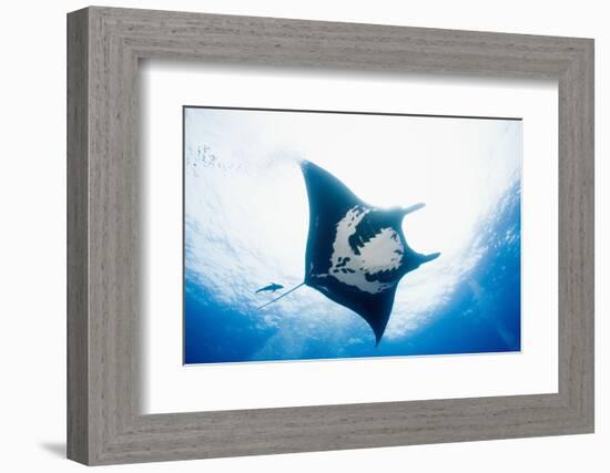 Manta Ray-Stuart Westmorland-Framed Photographic Print